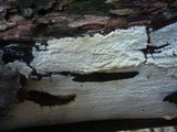Sidera lenis image