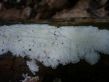 Sidera lenis image