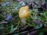 Spathularia flavida image