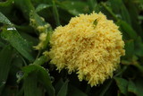 Fuligo septica image