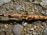 Sphaerobolus stellatus image