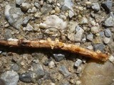 Sphaerobolus stellatus image