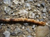 Sphaerobolus stellatus image