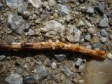 Sphaerobolus stellatus image