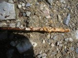 Sphaerobolus stellatus image