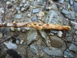 Sphaerobolus stellatus image