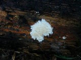 Steccherinum ochraceum image