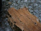 Image of Steccherinum robustius