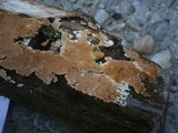 Steccherinum robustius image