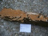 Steccherinum robustius image