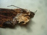 Steccherinum subcrinale image