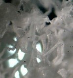 Ceratiomyxa fruticulosa var. fruticulosa image