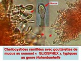 Hohenbuehelia petaloides image