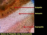 Hohenbuehelia petaloides image