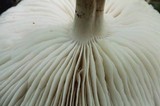 Megacollybia rodmani image