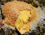 Fuligo septica image