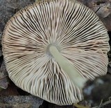 Pluteus longistriatus image