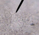 Pluteus longistriatus image
