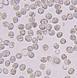 Pluteus longistriatus image