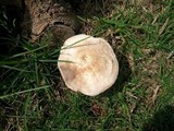 Pluteus petasatus image