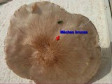 Pluteus petasatus image