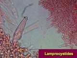 Pluteus petasatus image