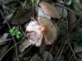 Inocybe bresadolae image