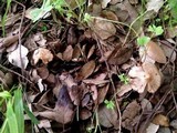 Inocybe bresadolae image