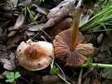 Inocybe bresadolae image