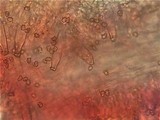 Inocybe bresadolae image