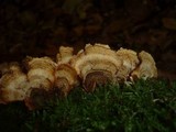 Stereum insignitum image