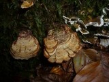 Stereum insignitum image