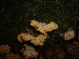 Stereum insignitum image