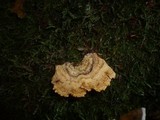 Stereum insignitum image