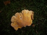 Stereum insignitum image
