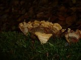 Stereum insignitum image