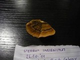 Stereum insignitum image