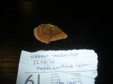 Stereum insignitum image