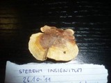 Stereum insignitum image