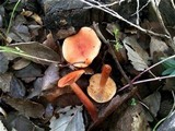 Lactarius atlanticus image