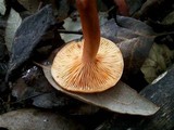 Lactarius atlanticus image