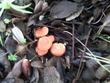 Lactarius atlanticus image