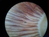 Lactarius atlanticus image