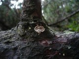 Stereum sanguinolentum image