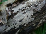 Resupinatus urceolatus image