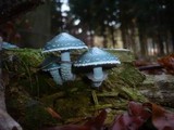 Stropharia aeruginosa image