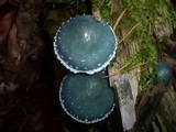 Stropharia aeruginosa image