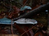 Stropharia aeruginosa image