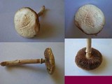 Agrocybe molesta image