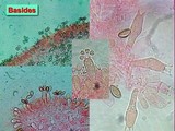 Agrocybe molesta image